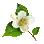 [活动] 茉莉花