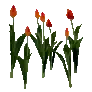 개발용 식생138-Crop_TulipR_03_bb