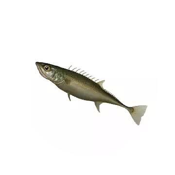 南方多刺魚知识图标