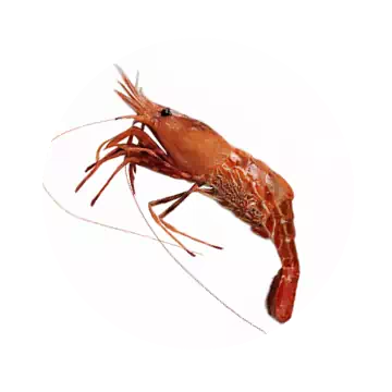 鹰爪虾知识图标