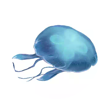 海月水母知识图标