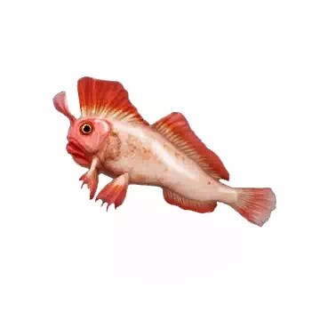 紅合鰭躄魚知识图标