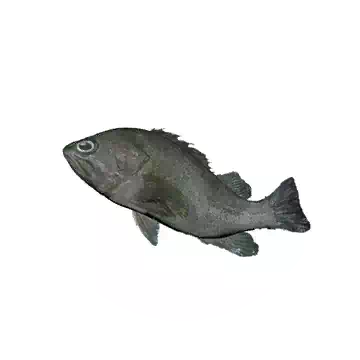 石斑魚知识图标
