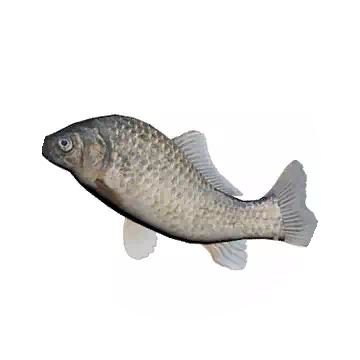 鯽魚知识图标