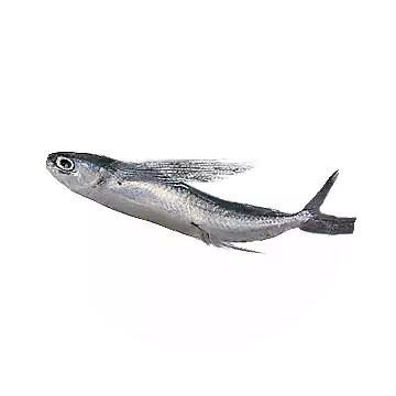 飛魚知识图标