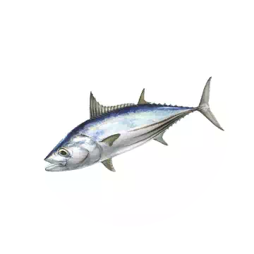 鰹魚知识图标