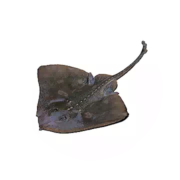 鰩魚知识图标