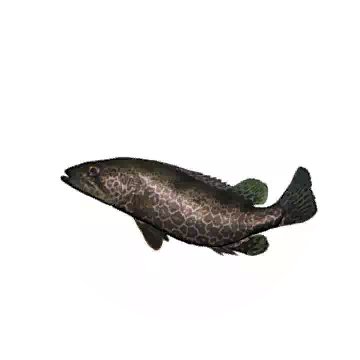 烏桂魚知识图标