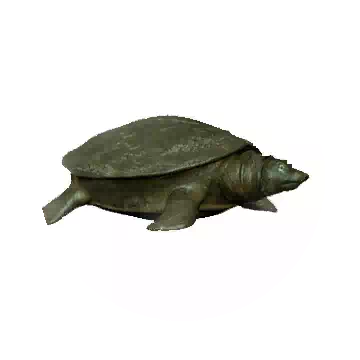 甲魚知识图标