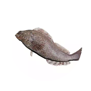 六線魚知识图标