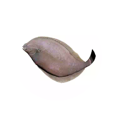 鰈魚知识图标