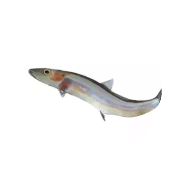 丁香魚知识图标