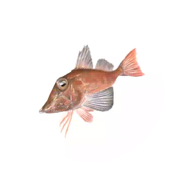 綠鰭魚知识图标