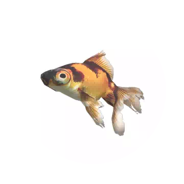 凸眼金魚知识图标