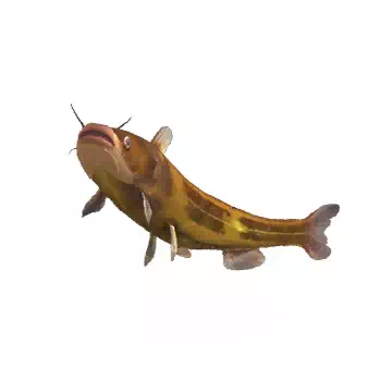 黃顙魚知识图标