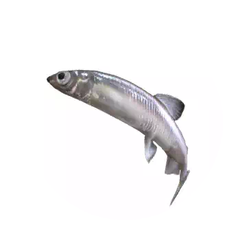 池沼公魚知识图标