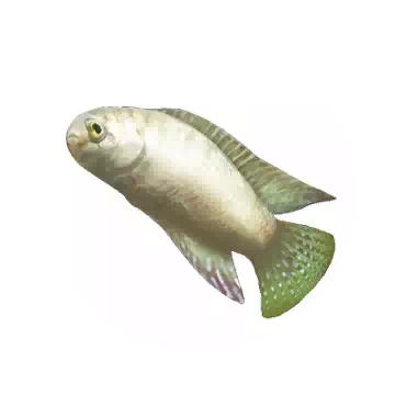 蓋斑鬥魚知识图标