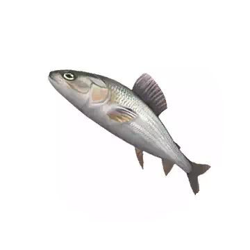 茴魚知识图标