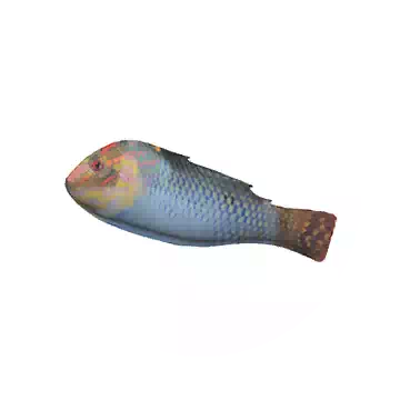 方斑海猪鱼知识图标