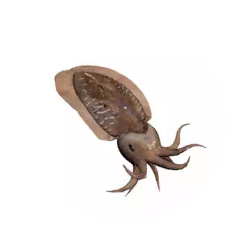 甲魷魚知识图标