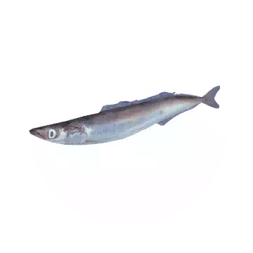 玉筋魚知识图标