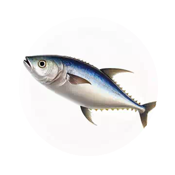 大眼鮪魚知识图标