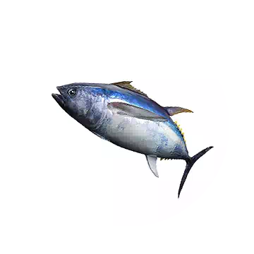 長鰭鮪魚知识图标