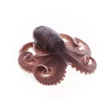 大王章魚知识图标