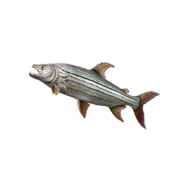 巨虎魚知识图标