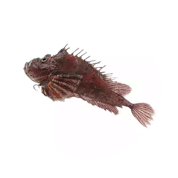 老虎魚知识图标
