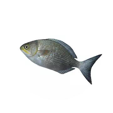 低鰭舵魚知识图标