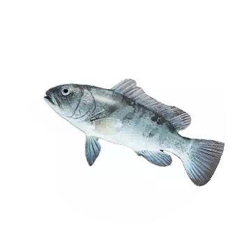 白色石斑魚知识图标