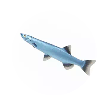 安氏新銀魚知识图标