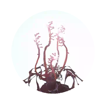 红刺须知识图标