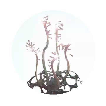 猛毒刺须知识图标