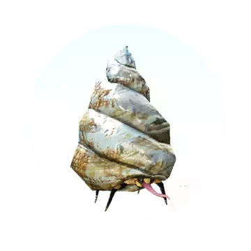 海螺寄生蜂知识图标