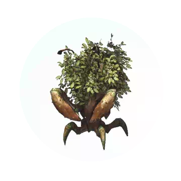 沼澤寄居蟹知识图标