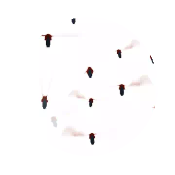蜂鸟知识图标