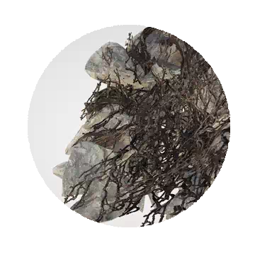 树根妖精休息处知识图标