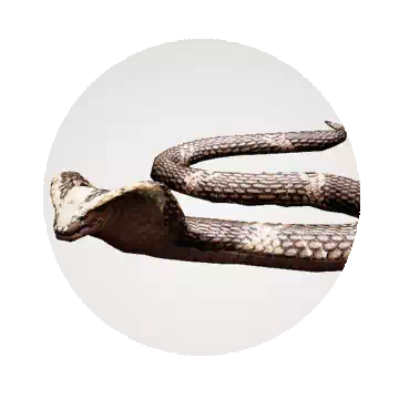 古鹿谷眼鏡蛇知识图标