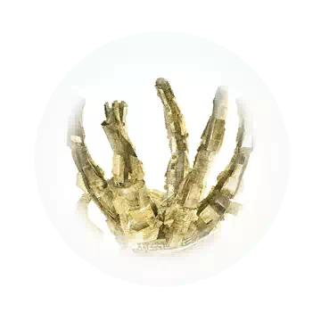亚克曼幻影陷阱相关知识图鉴