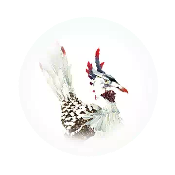 椰子森林嘟嘟鸟知识图标