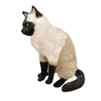 猫外观方案 2