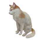 猫宠物图标
