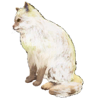 猫外观方案 6
