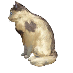 猫外观方案 7