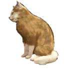 猫外观方案 8