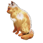 猫外观方案 10