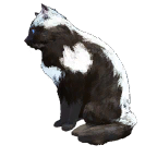猫外观方案 11