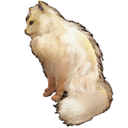 猫外观方案 4